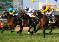 Horse racing`s lavish market masks a bleak reality